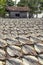 Dry fishes on a table