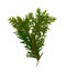 Dry Flat Thuja Sprig Isolated on White Background