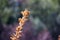 Dry flower on blurred background