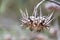 Dry flower Cirsium Verutum on a blurred background