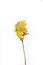 Dry flower isolated