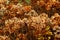 Dry flower photo Macro arctium Lappa, greater burdock