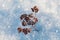 Dry flower in snow on winter meadow