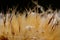 Dry flower of wild artichoke