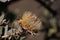 Dry flowerhead of the Clanwilliam Sugarbush (Protea glabra) 12665