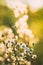 Dry Flowers Of Conyza Sumatrensis. Guernsey Fleabane, Fleabane, Tall Fleabane, Broad-leaved Fleabane, White Horseweed
