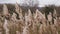 Dry flowers Cortaderia Selloana