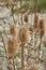 Dry flowers of Dipsacus fullonum