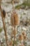 Dry flowers of Dipsacus fullonum