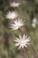 Dry Flowers in a Meadow