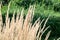 Dry flowers of a reed grass in garden