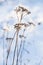 Dry flowers in a snowdrift, close up photo