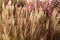 Dry flowers spikelets of reed on a background of pink autumn asters