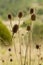 Dry flowers and stems of teasel - Dipsacus comosus