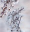 Dry flowers in a winter meadow covered with a layer of ice on a gentle, natural, artistic background.