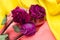 Dry flowers on a yellow-pink background