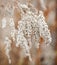 Dry fluffy flower seeds in autumn