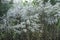 Dry fluffy grass in the field. Frozen plants. Autumn morning.