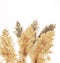 Dry fluffy twigs of common reed or pampas grass on a white background. Abstraction, floral background, minimal