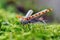 Dry fly for fly fishing close-up