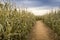 Dry Foot Path Through Late Fall Cornfield With Pastel Colors