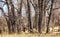 Dry Forest of Cottonwood Trees