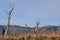 Dry forest at Lanin National Park