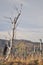 Dry forest at Lanin National Park