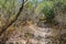 Dry forest in Machalilla National Park