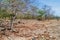 Dry forest in Machalilla National Park