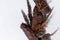 Dry forest materials as wild, rough modern background - brown pine bark, grass panicles, leaf fern, moss on white wood board.