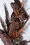 Dry forest materials - brown bark pine, leaf fern, moss, stems grass as organic background on white wooden board, vertical.