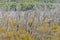 Dry Forest at Patagonia Argentina