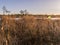 Dry frosted grassland