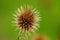 Dry fruiting of the small teasel from the previous year.