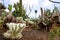 Dry garden Cylindropuntia rosea in Madeira in summer