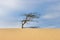 Dry gnarled pine tree on a sand dune under a blue sky