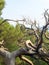 Dry, gnarled tree branches on a green background and the sea on the horizon, dry branches without bark, natural physical