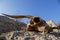 Dry Goat Skull Bone, Goat Skull background in the desert