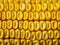 Dry gold sweet corn texture, corn background