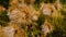 Dry golden plants closeup in the summer