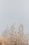 Dry golden reeds on a gray background. Trendy pampas grass