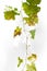 Dry grapes leaves on white background