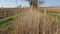 Dry Gras in a lake