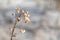 Dry grass autumn fluffy flower seeds, macro desert