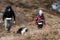 Dry grass awns and unrecognizable hikers with dog visible in background