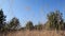 Dry grass blades in the forest