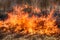 Dry grass blazes among bushes, fire in bushes area