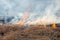 Dry grass burning on field day close-up. Burning dry grass. Flame, fire, smoke