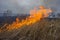 Dry grass burns in the steppe.